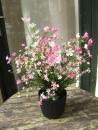 Gypsophila Busch ca. 43cm rosafarben Lieferung im schönen Topf